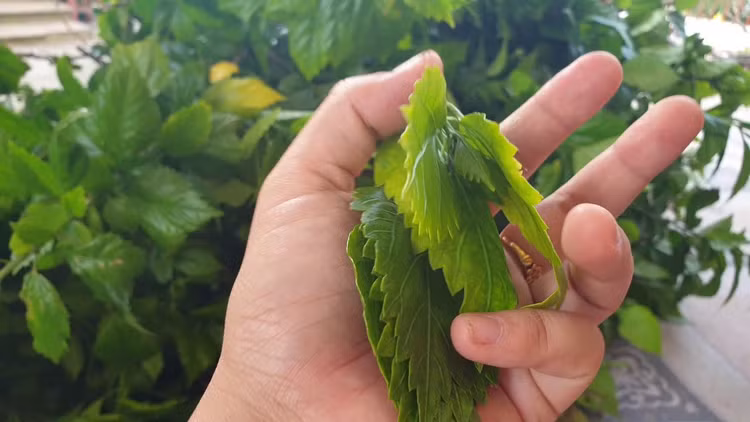 Cay dai moc hang rao hoa “mo vang”, dan pho thi nhau lung mua-Hinh-11