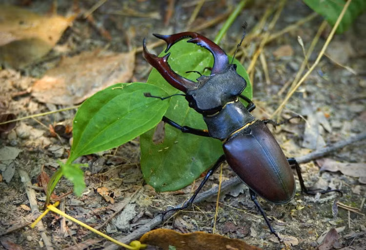 Top 10 loai thu cung dat nhat hanh tinh-Hinh-7
