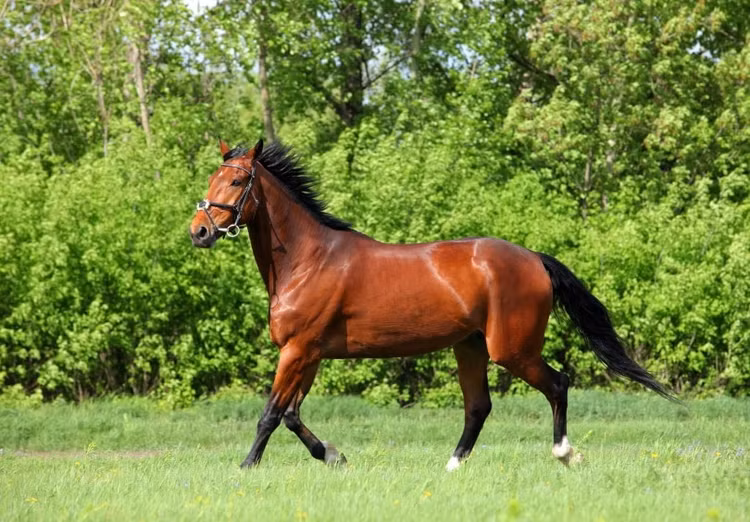 Top 10 loai thu cung dat nhat hanh tinh