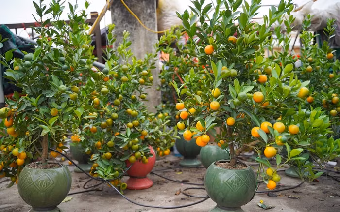 Dao quat xuong pho “ngong” khach chi tien mua choi Tet-Hinh-10
