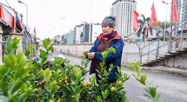 Dao quat xuong pho “ngong” khach chi tien mua choi Tet-Hinh-11