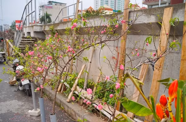 Dao quat xuong pho “ngong” khach chi tien mua choi Tet