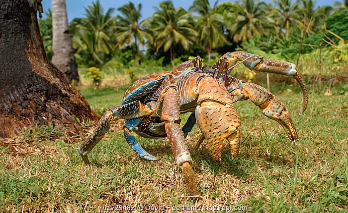 Can canh loai cua nhin nhu “quai vat” gia 10 trieu dong/con-Hinh-8