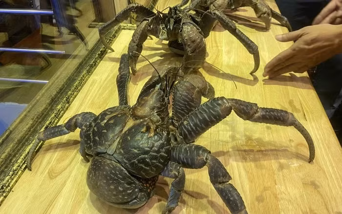 Can canh loai cua nhin nhu “quai vat” gia 10 trieu dong/con-Hinh-3