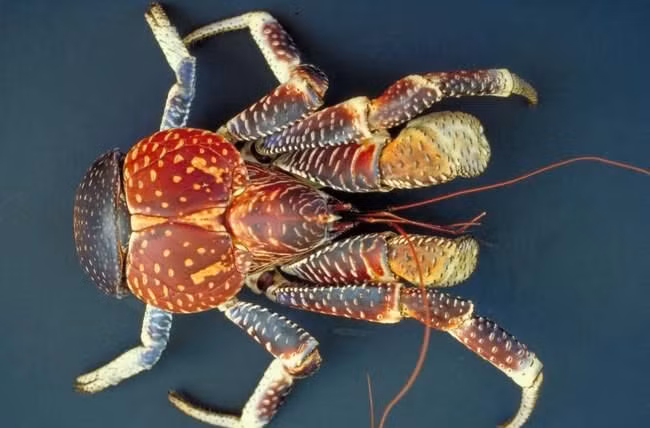 Can canh loai cua nhin nhu “quai vat” gia 10 trieu dong/con-Hinh-10