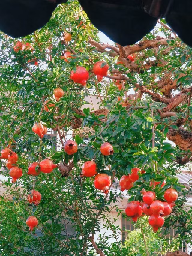 Can canh cay luu chi chit qua “sot ran ran” cong dong mang-Hinh-7