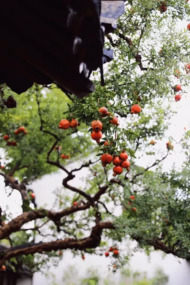 Can canh cay luu chi chit qua “sot ran ran” cong dong mang