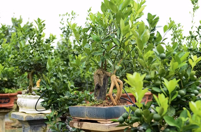 Quat moc can gia chuc trieu “ngong” dai gia choi Tet 2025-Hinh-4