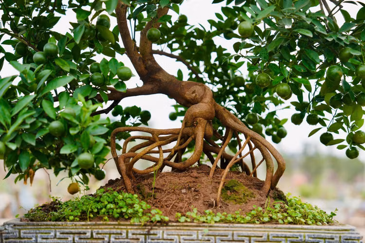 Quat moc can gia chuc trieu “ngong” dai gia choi Tet 2025-Hinh-8