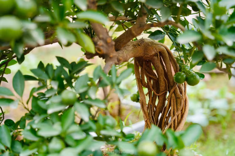 Quat moc can gia chuc trieu “ngong” dai gia choi Tet 2025-Hinh-10