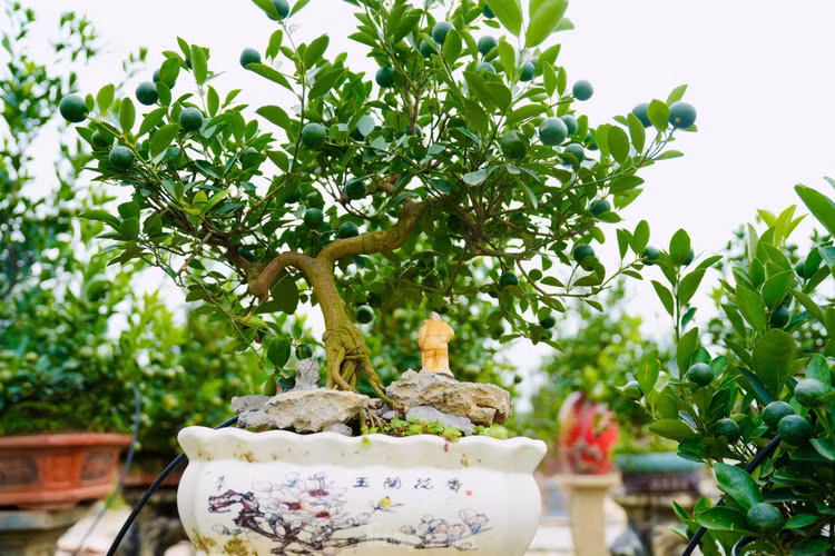 Quat moc can gia chuc trieu “ngong” dai gia choi Tet 2025-Hinh-5