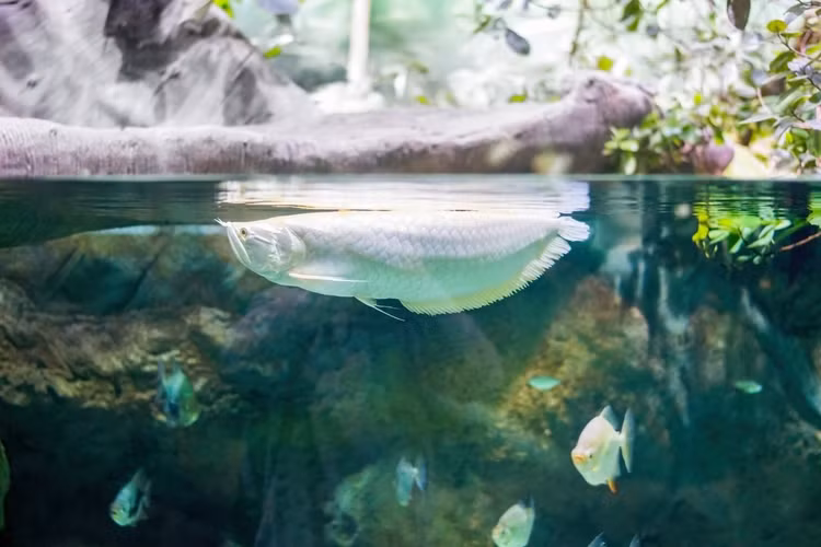 Loai ca 10 ty duoc ton vinh “de vuong” co gi dac biet?-Hinh-9