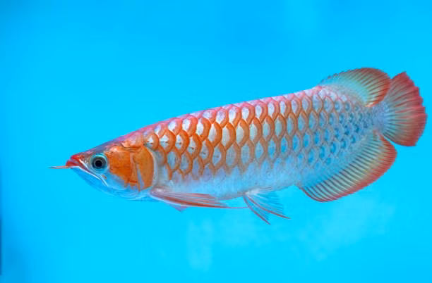 Loai ca 10 ty duoc ton vinh “de vuong” co gi dac biet?-Hinh-7