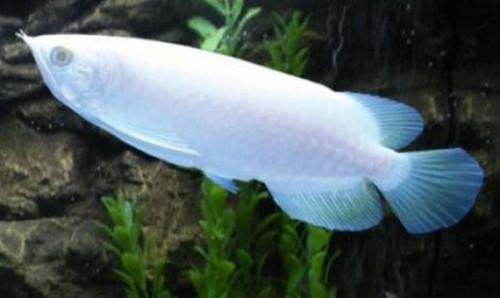 Loai ca 10 ty duoc ton vinh “de vuong” co gi dac biet?-Hinh-8