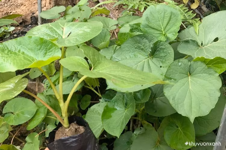 La moc dai bia rung thanh dac san dan pho tranh nhau mua-Hinh-7