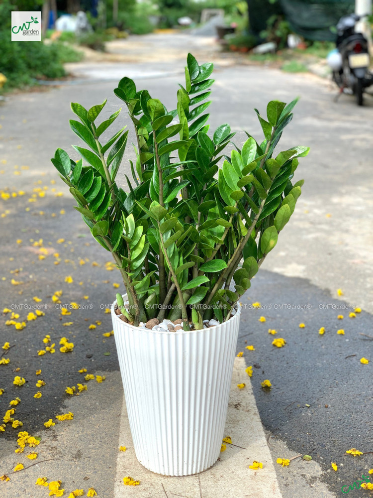 6 loai cay nen trong trong nha de “tien vao nhu nuoc“-Hinh-8