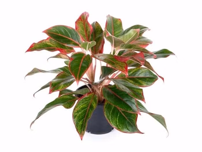 6 loai cay nen trong trong nha de “tien vao nhu nuoc“-Hinh-11