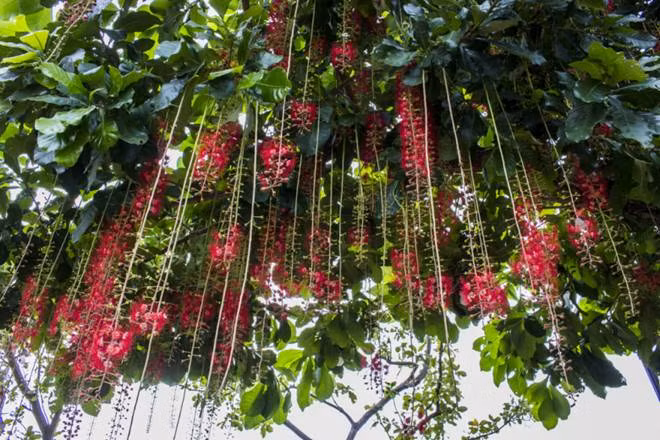 6 loai cay nen trong trong nha de “tien vao nhu nuoc“-Hinh-2
