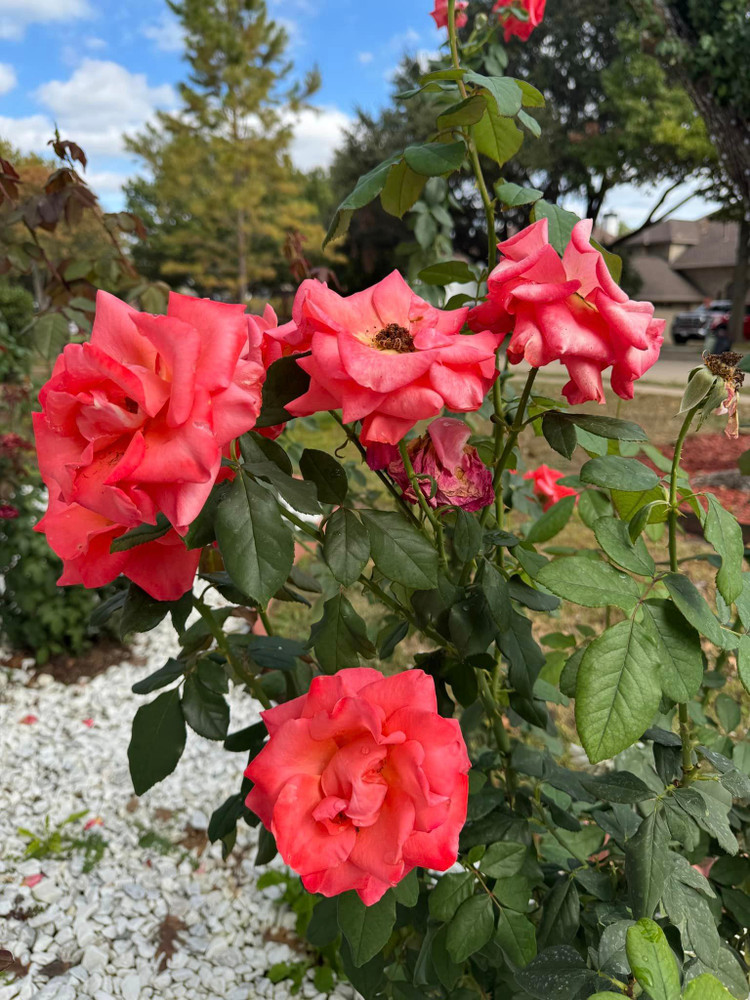 Biet thu ngap hoa hong dep me man cua Dan Truong tai My-Hinh-8