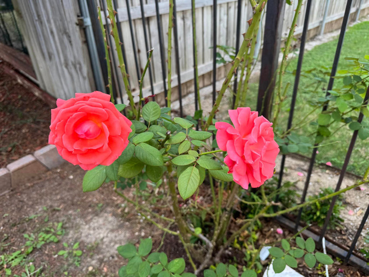 Biet thu ngap hoa hong dep me man cua Dan Truong tai My-Hinh-11