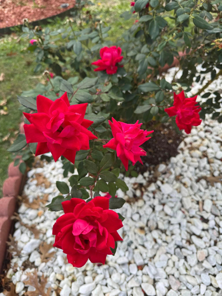 Biet thu ngap hoa hong dep me man cua Dan Truong tai My-Hinh-10