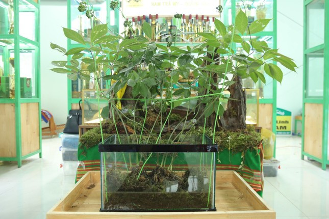 Loai cay quy hiem, chi co tai Viet Nam dat co nao?-Hinh-6