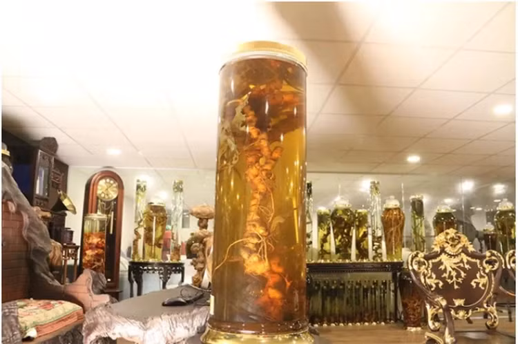 Loai cay quy hiem, chi co tai Viet Nam dat co nao?-Hinh-9