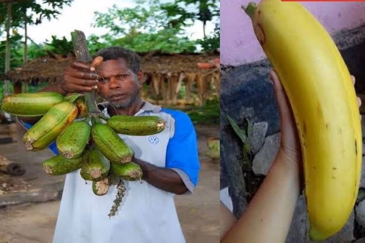 Loai chuoi cho 300 qua moi buong, co tien chua chac mua duoc-Hinh-8