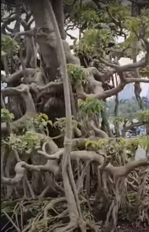 Sung sot sanh co dang “ky quai” chu het gia 10 ty dong-Hinh-7