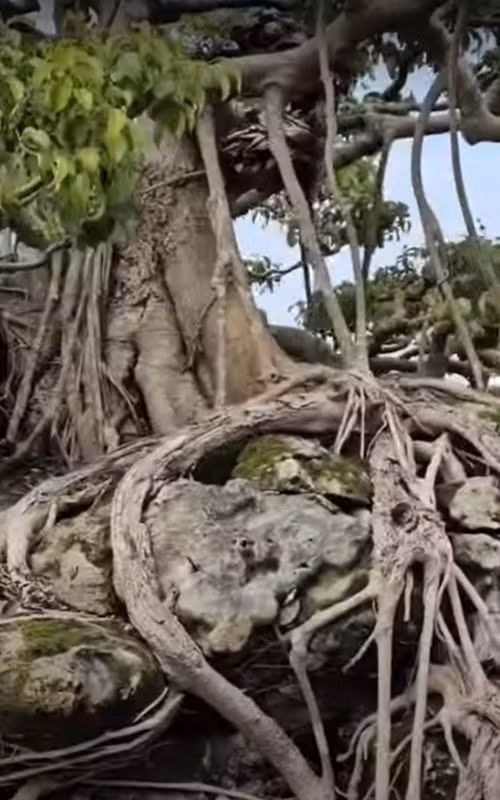 Sung sot sanh co dang “ky quai” chu het gia 10 ty dong-Hinh-9