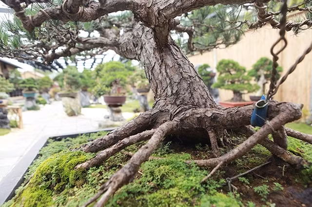 Can canh vuon bonsai co 1-0-2 cua “dai gia” Bac Giang-Hinh-3