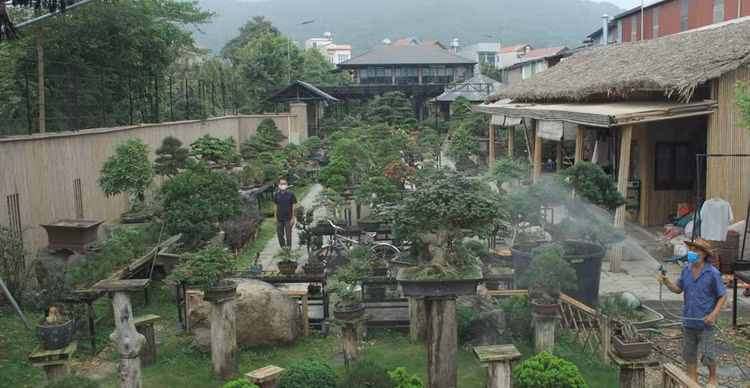 Can canh vuon bonsai co 1-0-2 cua “dai gia” Bac Giang
