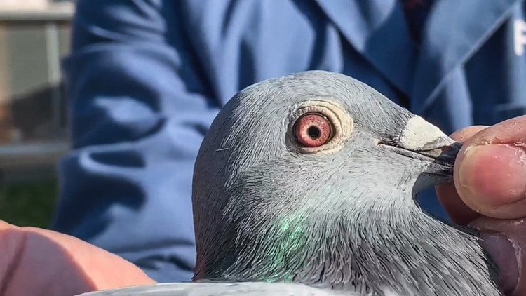 Chu chim co ve si rieng khien dai gia chi chuc ty so huu-Hinh-8