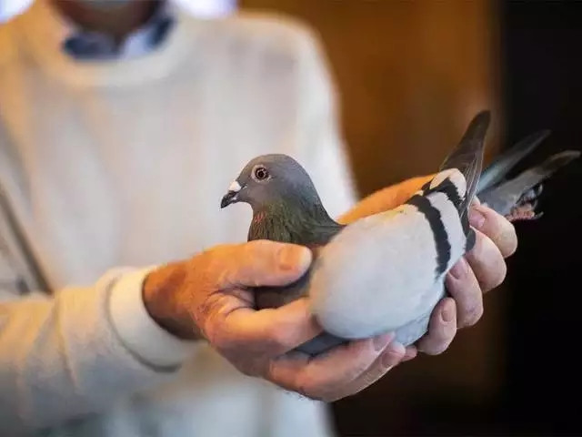 Chu chim co ve si rieng khien dai gia chi chuc ty so huu-Hinh-2