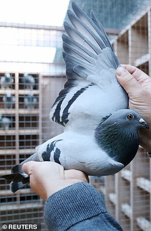 Chu chim co ve si rieng khien dai gia chi chuc ty so huu-Hinh-9