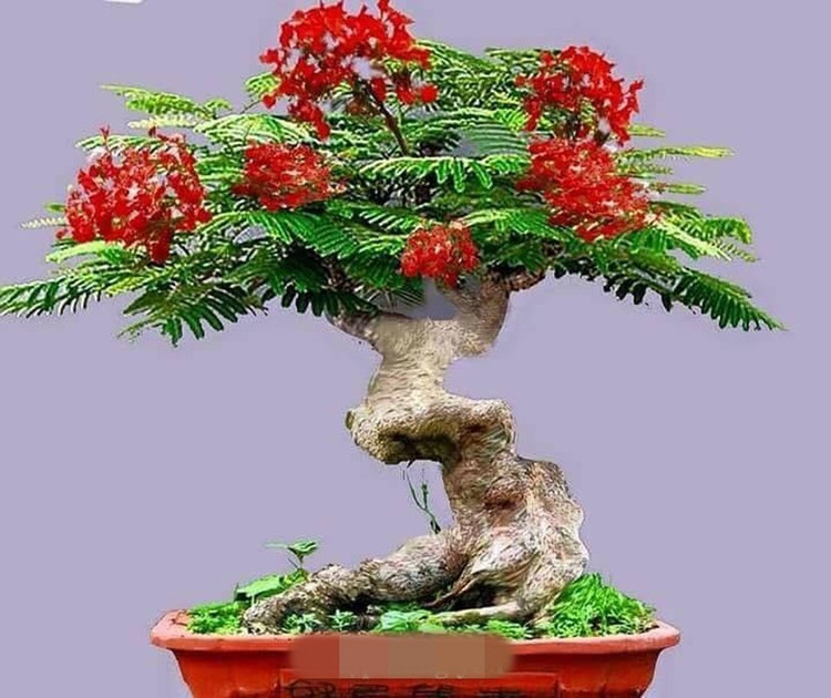 Me man nhung chau phuong vi bonsai doc nhat vo nhi