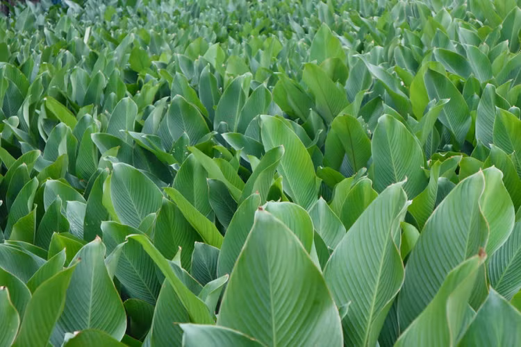 Bat ngo nhung nghe “hot bac” kho tin o Ha Noi-Hinh-9