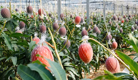 Xoai “mat troi trong tuyet” hon 5 trieu/qua duoc trong the nao?-Hinh-10