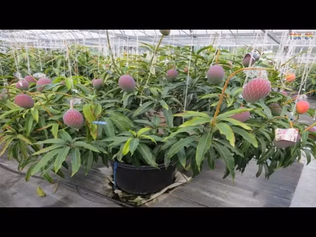 Xoai “mat troi trong tuyet” hon 5 trieu/qua duoc trong the nao?-Hinh-6