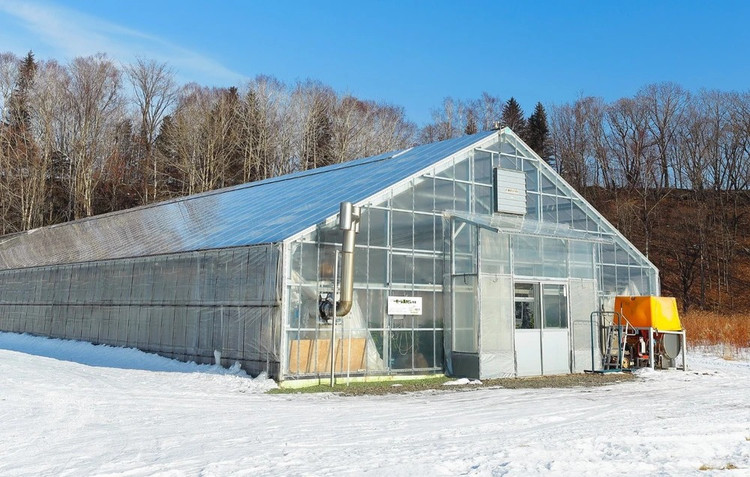 Xoai “mat troi trong tuyet” hon 5 trieu/qua duoc trong the nao?-Hinh-7