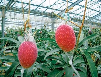 Xoai “mat troi trong tuyet” hon 5 trieu/qua duoc trong the nao?-Hinh-2