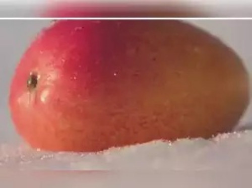 Xoai “mat troi trong tuyet” hon 5 trieu/qua duoc trong the nao?