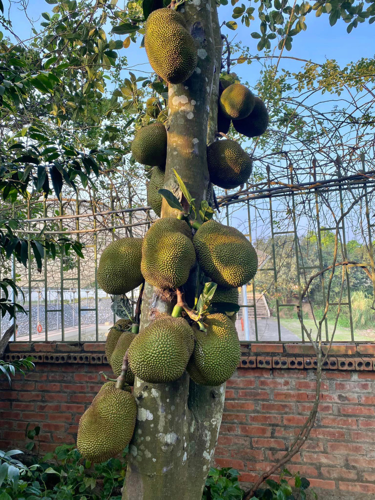 Me man vuon cay triu qua trong nha NSND Thanh Hoa-Hinh-4