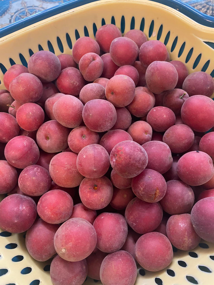 Me man vuon cay triu qua trong nha NSND Thanh Hoa-Hinh-8