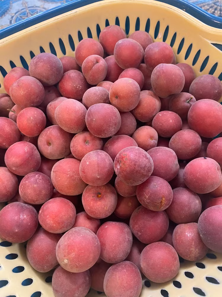 Me man vuon cay triu qua trong nha NSND Thanh Hoa-Hinh-8