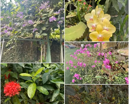 Me man vuon cay triu qua trong nha NSND Thanh Hoa-Hinh-10