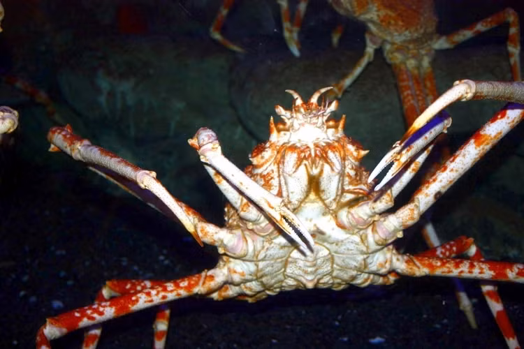 Su that ngac nhien ve cua hoang de 20 trieu dong/bua an-Hinh-6