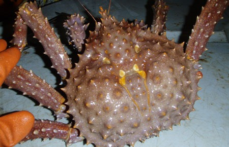 Su that ngac nhien ve cua hoang de 20 trieu dong/bua an-Hinh-12