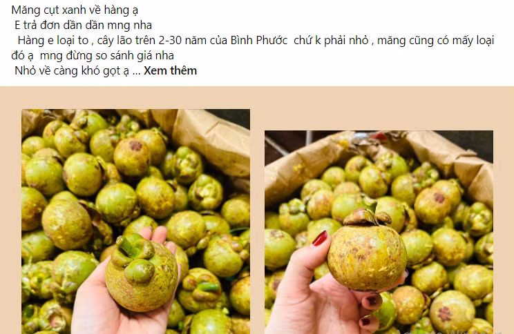 Mang cut xanh nua trieu dong/kg dang gay sot co gi dac biet?-Hinh-2