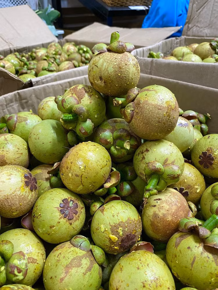 Mang cut xanh nua trieu dong/kg dang gay sot co gi dac biet?-Hinh-8